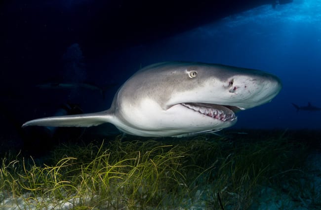 Lemon Shark on a night dive off Tiger Beach in the Bahamas Photo by: (c) hakbak www.fotosearch.com