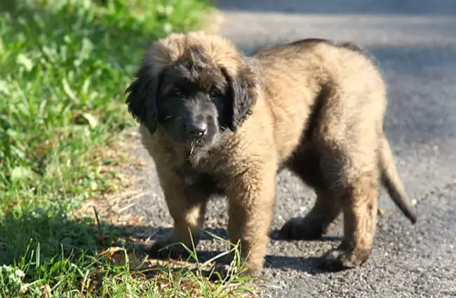 Cute Leonberger puppy