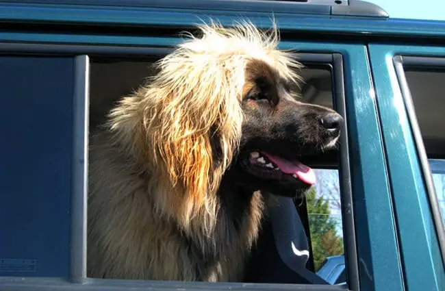Leonberger out for a drive