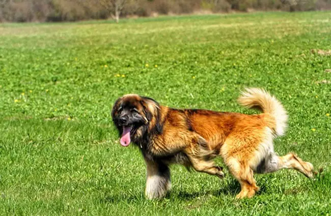 Young Leonberger playing in the yard