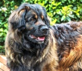 Stunning Leonberger - Notice His Beautiful Colors