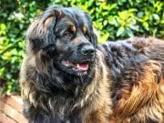 Stunning Leonberger - notice his beautiful colors