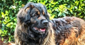 Stunning Leonberger - notice his beautiful colors