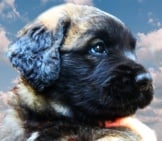 Closeup Of A Leonberger Puppy