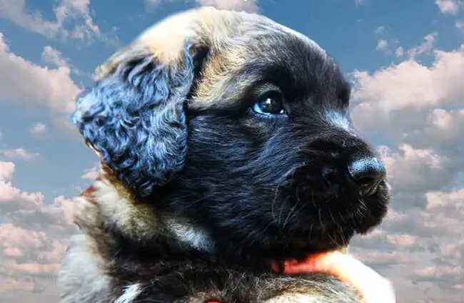 Closeup of a Leonberger puppy