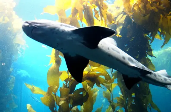 Leopard Shark swimming through the kelp garden Photo by: Jon Evans https://creativecommons.org/licenses/by/2.0/ 
