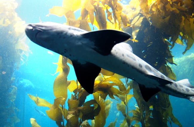 Leopard Shark swimming through the kelp garden Photo by: Jon Evans https://creativecommons.org/licenses/by/2.0/ 