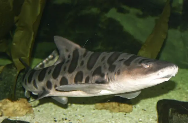 The leopard shark is a hound shark Photo by: Brian Gratwicke https://creativecommons.org/licenses/by/2.0/