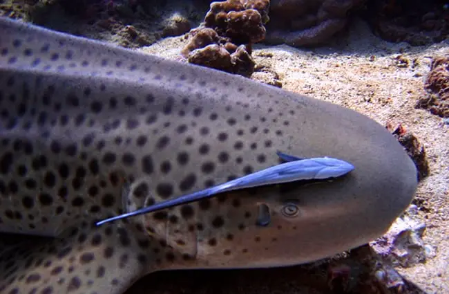 Leopard Shark on the ocean floor. Photo by: Sigmund https://creativecommons.org/licenses/by/2.0/