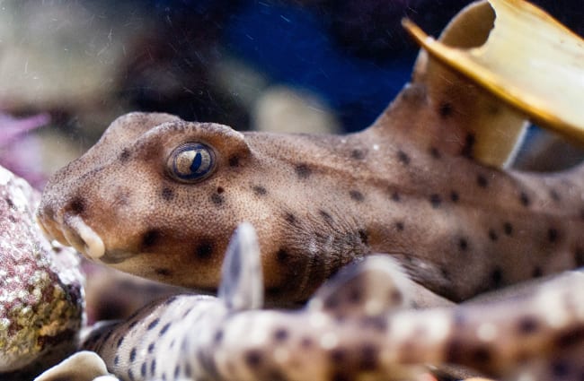 Leopard Shark at the Aquarium of the Pacific in California Photo by: Matthew Mendoza https://creativecommons.org/licenses/by/2.0/