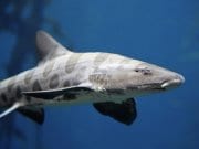 Menacing Leopard Shark at Point Dume, CaliforniaPhoto by: Heal the Bayhttps://creativecommons.org/licenses/by/2.0/