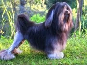 Portrait of a LowchenPhoto by: Jappitoo CC BY-SA 3.0 https://creativecommons.org/licenses/by-sa/3.0