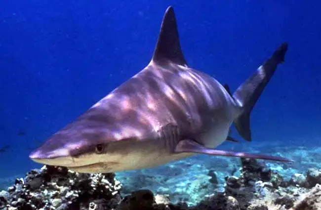 Mako Shark closeup Photo by: jidanchaomian https://creativecommons.org/licenses/by-sa/2.0/
