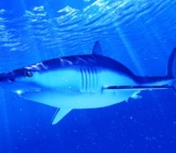 Illustration Of A Mako Sharkphoto By: (C) Eraxion Www.fotosearch.com