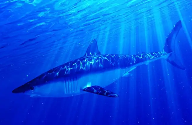 Иллюстрация акулы мако в голубых водах океана Фото: (c) Eraxion www.fotosearch.com