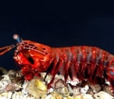 Red Mantis Shrimp