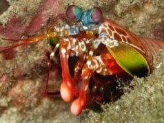 Peacock Mantis Shrimp in the Thailand Andaman SeaPhoto by: Silke Baronhttps://creativecommons.org/licenses/by/2.0/
