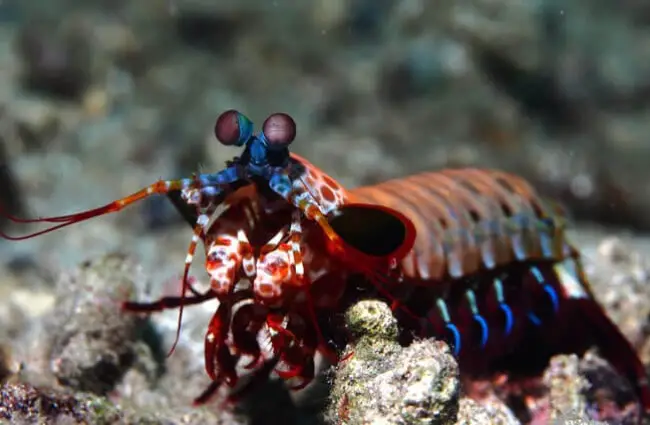 Peacock Mantis Shrimp Photo by: Rickard Zerpe https://creativecommons.org/licenses/by/2.0/