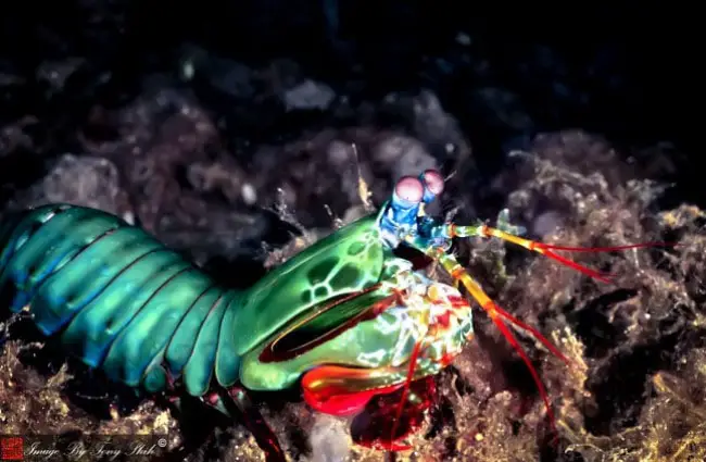 Peacock Mantis Shrimp in profile Photo by: Tony Shih https://creativecommons.org/licenses/by/2.0/