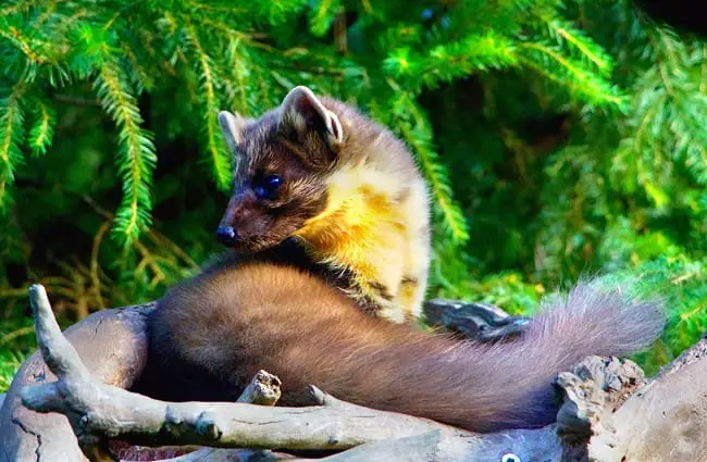 Closeup of a Marten in the early morning light
