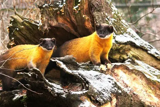 A pair of yellow-throated Marten peeking out of their den