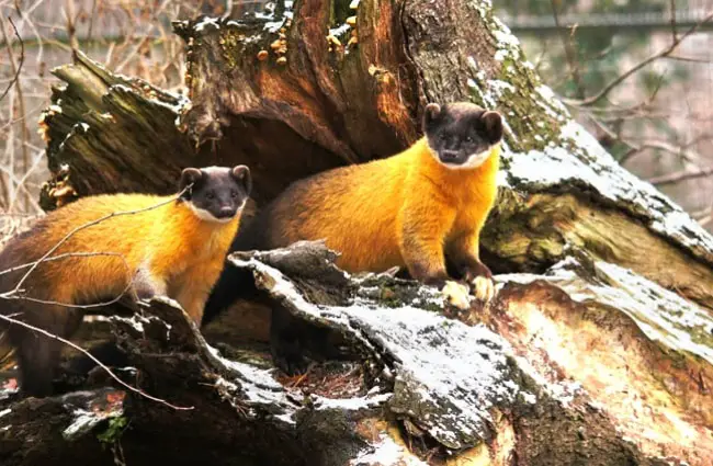 A pair of yellow-throated Marten peeking out of their den