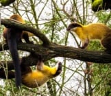 A Richness (Group) Of Martens Gathered On A Tree