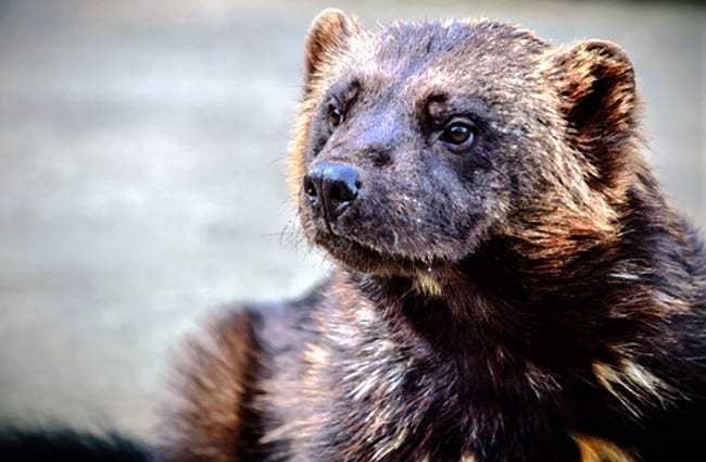 Closeup of a Marten