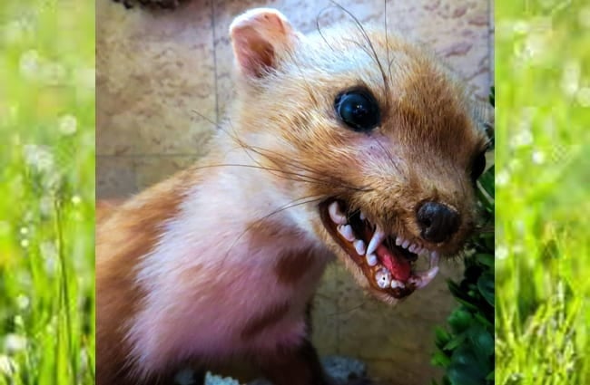 Young Marten showing off his fearsome teeth!