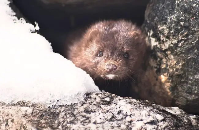 Mink peeking out from its den