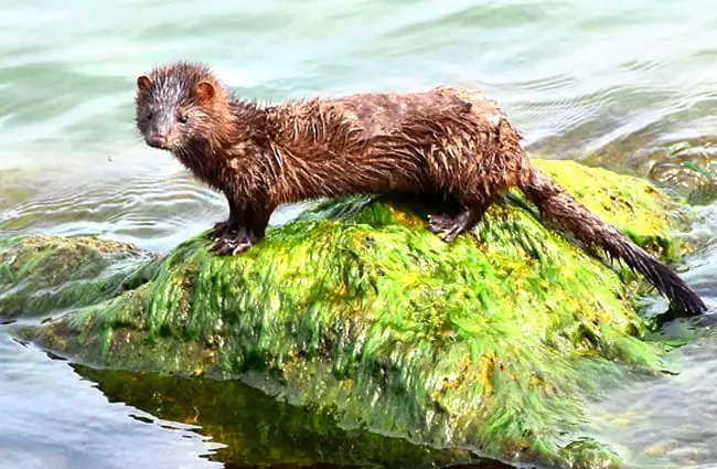 Wet American Mink on a mossy rock