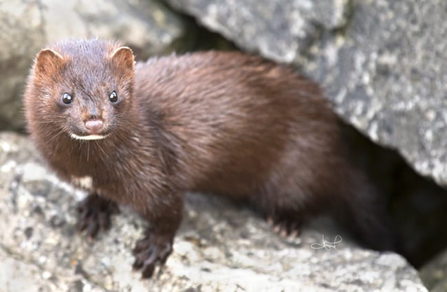 American Mink, photographed in Centre Island, Toronto Photo by: tsaiproject https://creativecommons.org/licenses/by/2.0/