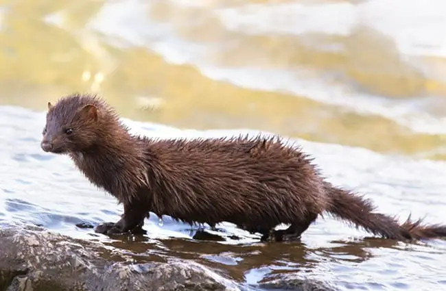 Wet Mink coming out of the waterPhoto by: tsaiproject https://creativecommons.org/licenses/by/2.0/