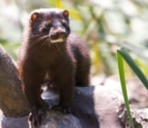 Mink In The Parkphoto By: Matt Macgillivrayhttps://Creativecommons.org/Licenses/By/2.0/