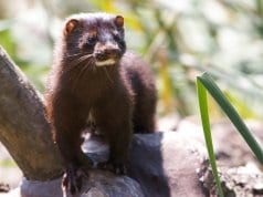 Mink in the parkPhoto by: Matt MacGillivrayhttps://creativecommons.org/licenses/by/2.0/