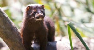 Mink in the parkPhoto by: Matt MacGillivrayhttps://creativecommons.org/licenses/by/2.0/