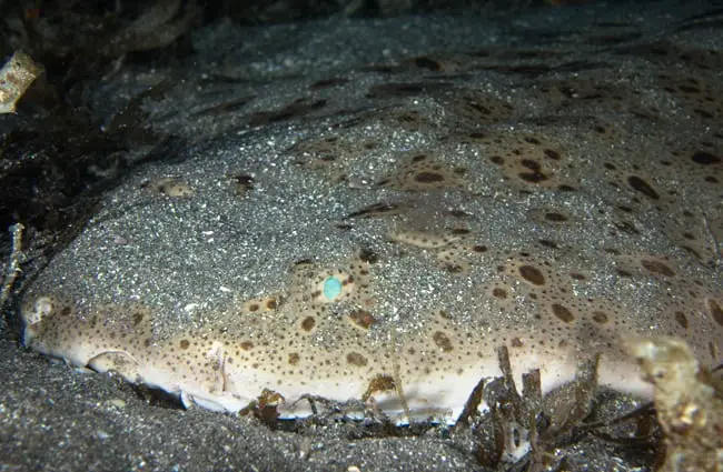 Monkfish camouflaged on the ocean floor Photo by: alwayslaurenj https://creativecommons.org/licenses/by-nc/2.0/