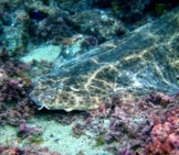 Well-Camouflaged Monkfish Photo By: Greenacre8 Cc By 2.0 Https://Creativecommons.org/Licenses/By/2.0