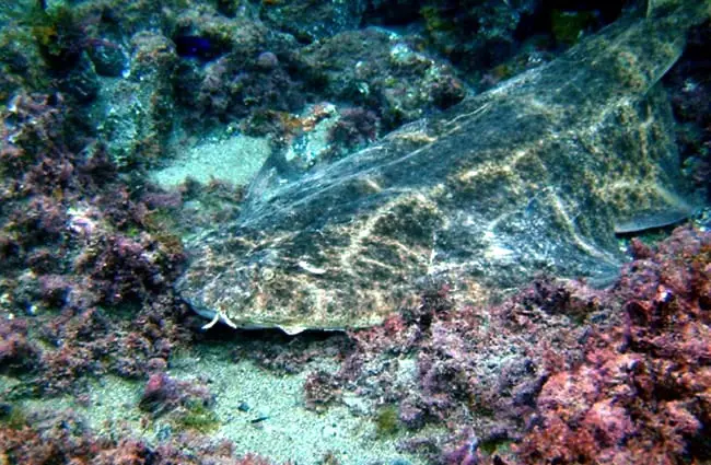 well-camouflaged Monkfish Photo by: greenacre8 CC BY 2.0 https://creativecommons.org/licenses/by/2.0