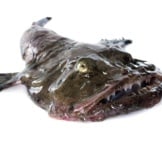 Monkfish As Purchased From The Fish Marketphoto By: (C) Cynoclub Www.fotosearch.com