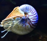 Beautiful Nautilus In Clear Waters