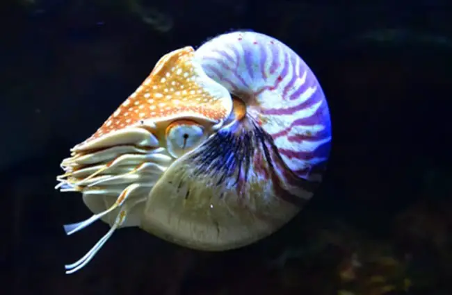 Beautiful Nautilus in clear waters