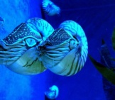 A Pair Of Nautilus In An Aquarium Setting