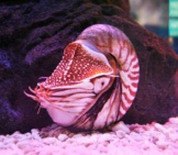 Pink-Tinged Nautilus In An Aquarium