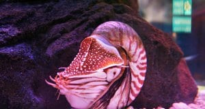 Pink-tinged Nautilus in an aquarium