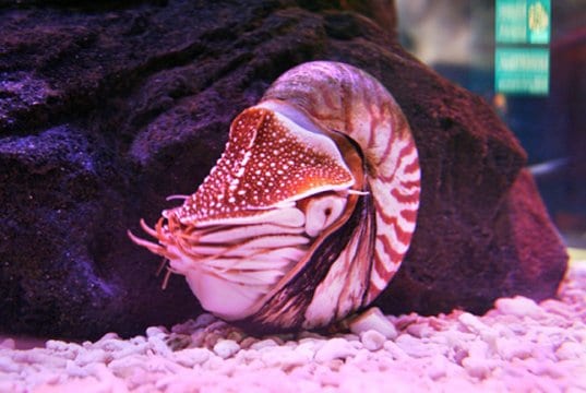 Pink-tinged Nautilus in an aquarium