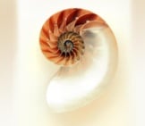 Beautiful Nautilus Shell 