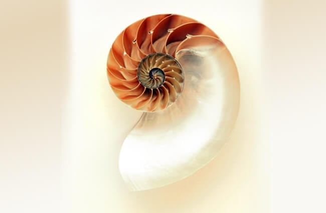 Beautiful Nautilus shell 