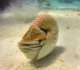 Nautilus Resting On The Sandy Bottom