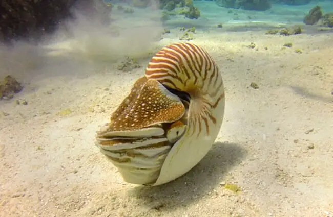 Nautilus resting on the sandy bottom